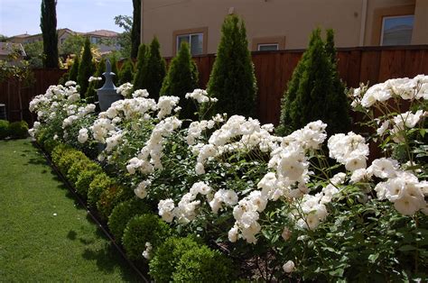 Beautiful white Iceberg roses in full bloom | White gardens, Front yard garden, Garden in the woods