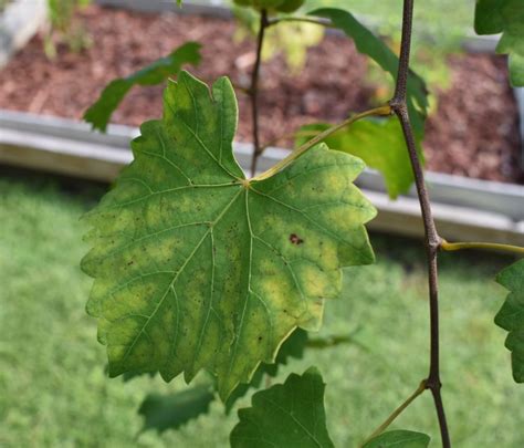 Cultivar Diversity Can Extend Muscadine Harvest Season | Panhandle Agriculture