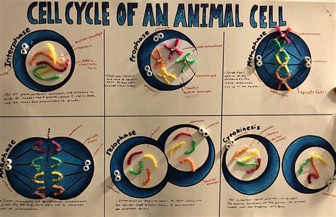 mitosis mini poster project- i got a 96 on this, use for reference ...