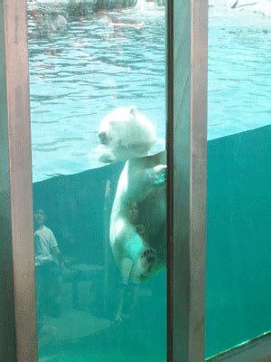 Polar Bear Swimming GIF - Find & Share on GIPHY