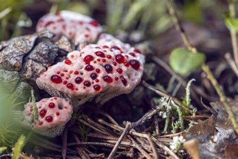 Bleeding Tooth Fungus - What You Need To Know About Hydnellum Peckii