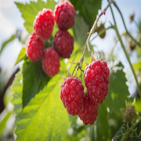 Heritage Raspbery - 5 Red Raspberry Plant - Everbearing - Organic Grown - - Walmart.com ...