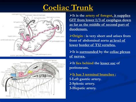 Celiac Trunk