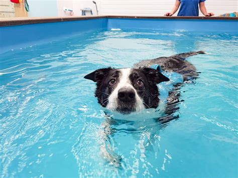 Dog Hydrotherapy | Canine Hydrotherapy | Hydro Pools | Fit4dogsuk
