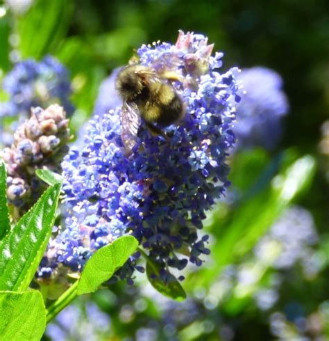 California Lilac Flower Essence - Tree Frog Farm | Flower Essences ...