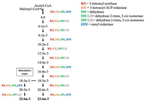 Polyketide synthase (PKS) pathway assumed for microalgae. Enzymes ...