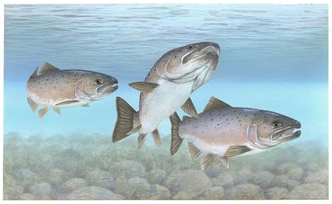 Community Hatchery Program | Atlantic Salmon Information