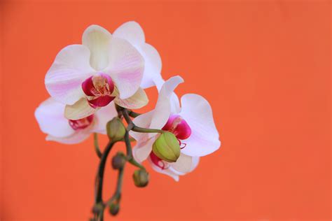 Fotos gratis : florecer, flor, Fondos de escritorio, flora, Papel pintado de flores, Fondos de ...