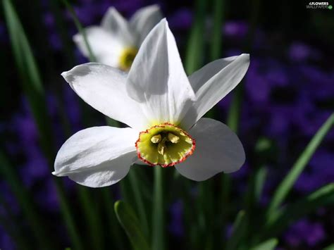 white narcissus - Flowers wallpapers: 1600x1200