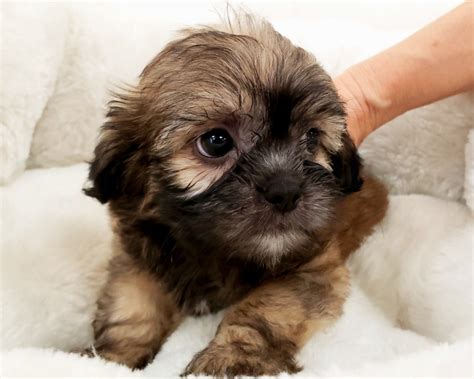 Shih-Poo Puppies For Sale | Orange County, CA #283313