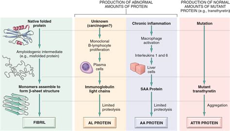 16. General characterisation of amyloidosis. Physico-chemical, ultrastructural and histochemical ...