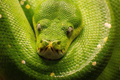 Green Snake shot in Berlin Zoo, unfortunately I forgot to write down the name. Anybody knows ...