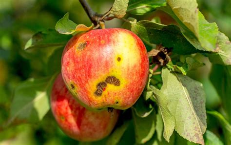 The 6 Most Common Apple Tree Diseases and How to Prevent Them