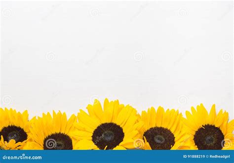 Yellow Sunflowers row stock image. Image of vintage, background - 91888219