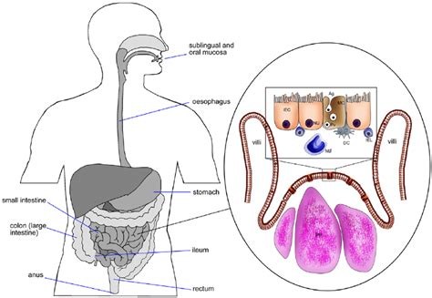 Schematic diagram of intestinal epithelium showing M cells, Peyer’s ...