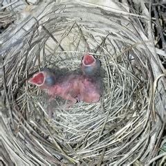 Northern Cardinal Guide: Nesting, Feeding, Breeding Season