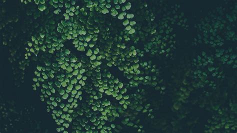 Download wallpaper 3840x2160 green leaves, clover, nature, plants 4k wallpaper, uhd wallpaper ...