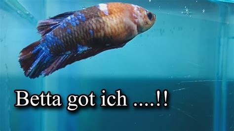 Betta Ich - Betta Fish Ich Treatment Japanesefightingfish Org - If the ...