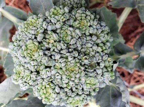 Broccoli 'Calabrese' Seeds (Certified Organic) | Garden Hoard ...