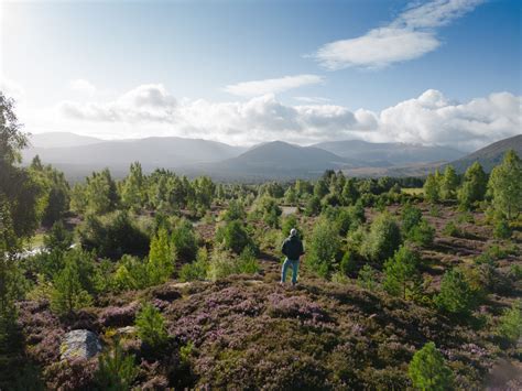 Explore Scenic Walks in Rothiemurchus