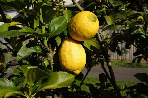 Eureka Lemon Tree - Food Gardening Network