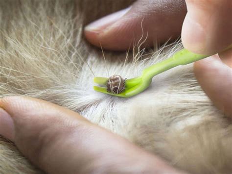 zecke-entfernen-beim-hund-mit-zeckenzange - Die Online Hundeschule