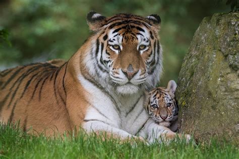 UPDATE! Our tiger cubs have been named!, at The Zoo