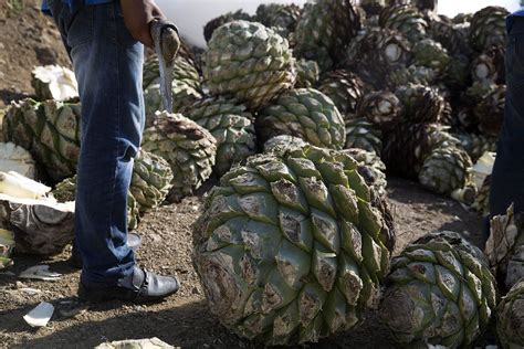 Your Guide to Mezcal—And Why Agave Type Matters | Wine Enthusiast