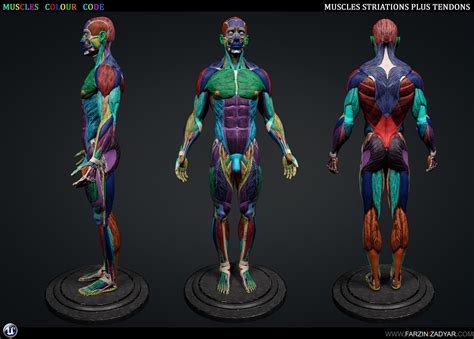 ArtStation - Human Anatomy Kit | Resources