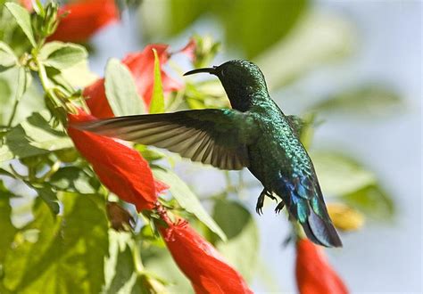 COPENHAGEN STUDY: Caribbean Hummingbirds’ Environment Determines Birds ...