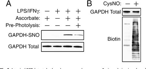 Figure 3 from Detection of protein S-nitrosylation with the biotin ...