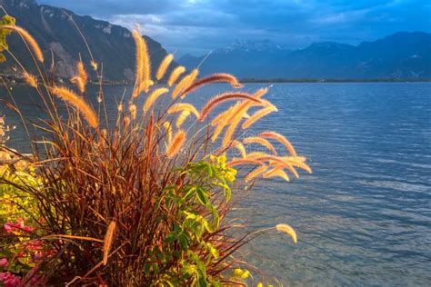 Reed Flowers In Full Bloom On Sky Background Evening Landscape Giant ...