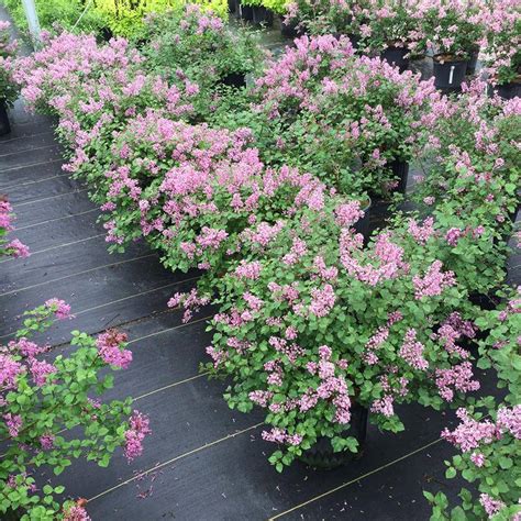 Bloomerang® Dwarf Purple Reblooming Lilac | Great Garden Plants