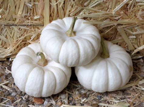 Pumpkin 'Baby Boo' Seeds (Certified Organic) | Garden Hoard – Certified ...