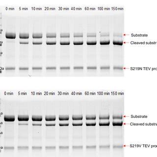 The structure of the catalytic domain of wild‐type TEV protease. (A)... | Download Scientific ...