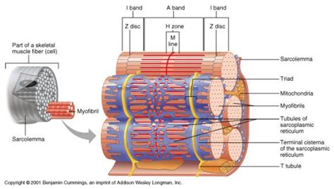 biochemistry - Location of t tubule in muscle - Biology Stack Exchange