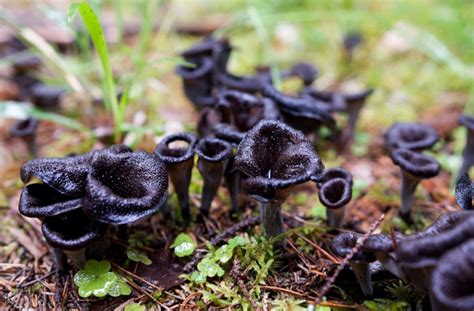 The Complete Guide to Black Trumpet Mushrooms | GroCycle