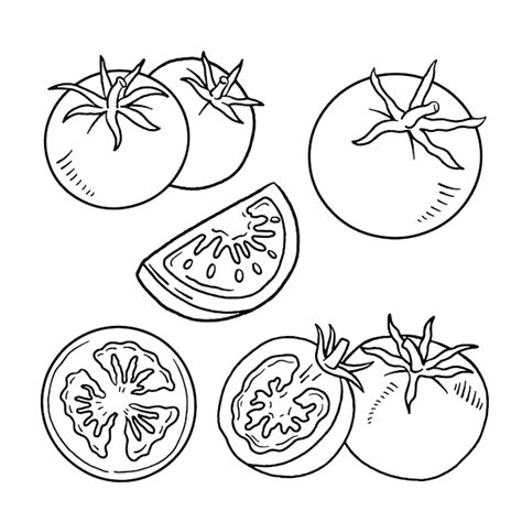 Free Vector | Hand drawn tomato outline illustration