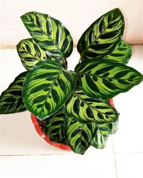 Calathea light requirements: How much light do they need?