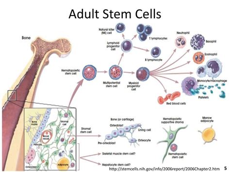 Adult stem cells - qustcup