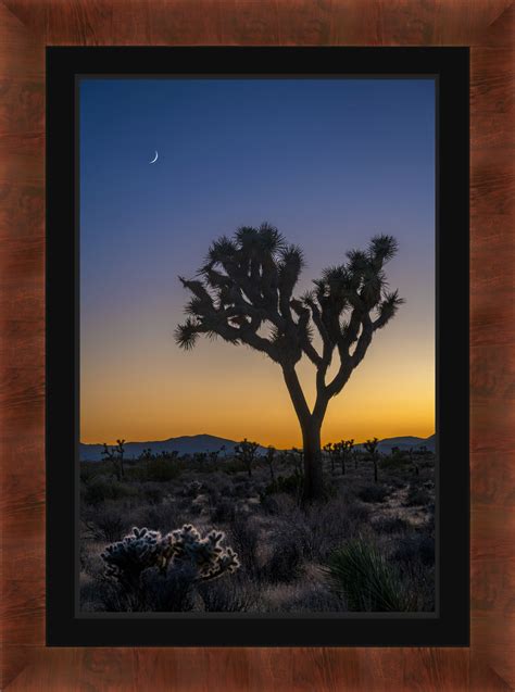 Joshua Tree Moonset At Dusk Fine Art Photo Print | Photos by Joseph C. Filer