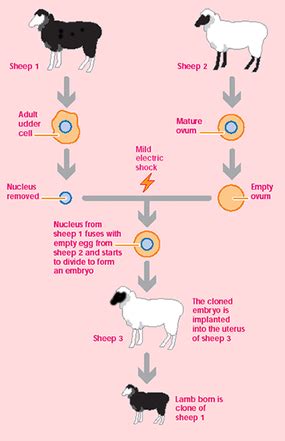 Dolly the Sheep - Cloning