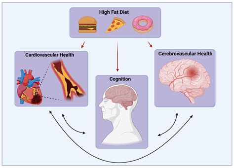 Molecules | Free Full-Text | The Effect of High Fat Diet on Cerebrovascular Health and Pathology ...