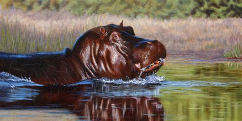 Hippo Painting - Print Jason Morgan Wildlife Art Painting by Jason Morgan