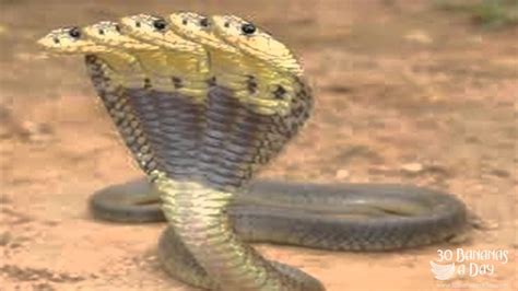 5 Headed Cobra Found In Easten Thailand - YouTube