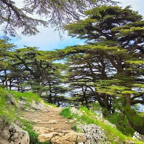 #Barouk cedar forest By @buddcorp | Travel around the world, Cedar forest, Places to visit