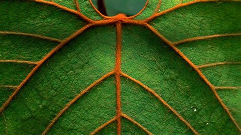 nature, Macro, Leaves, Pattern, Lines Wallpapers HD / Desktop and ...