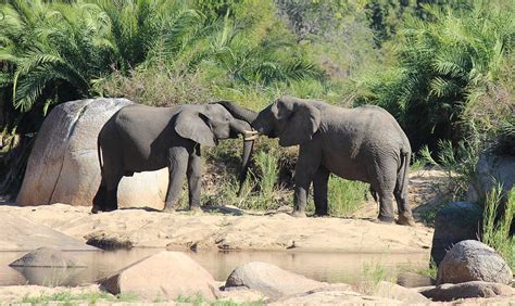 Elephant Trunk Hug Photograph by Christy Cox - Pixels