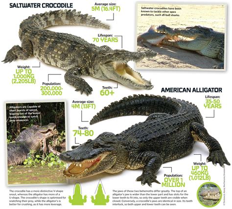 World’s deadliest predators: The lethal animals that can kill in seconds | How It Works Magazine