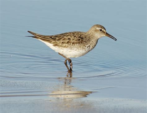 WHITE-RUMPED SANDPIPER LIFE EXPECTANCY